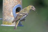 37918AC Siskin