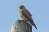 37937AC Kestrel