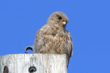 37941AC Kestrel