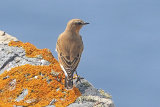 37997AC Northern Wheatear