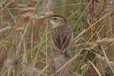 38040AC Sedge Warbler