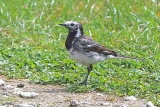 38059AC Pied Wagtail