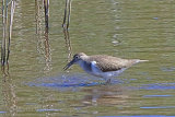 38081AC Common Sandpiper