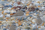 38115AC Ringed Plover
