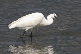 38146AC Little Egret
