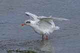 38161AC Mediterranean Gull