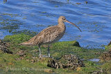 38298AC Curlew