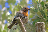 38327AC Robin