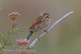 38416AC Reed Bunting