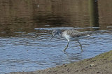 38477AC Greenshank
