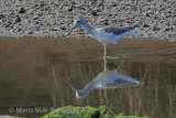 38516AC Greenshank