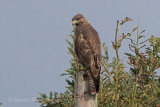 38559AC Common Buzzard