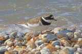 38588AC Ringed Plover