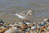 38610AC Sanderling
