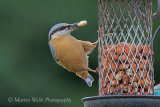 38612AC Nuthatch