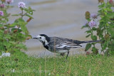 38631AC Pied Wagtail