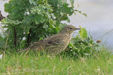 38643AC Rock Pipit