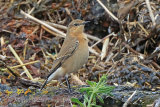 38738AC Northern Wheatear