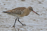 38744AC Bar-tailed Godwit
