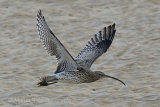 38771AC Curlew