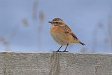 38791AC Whinchat