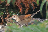 38813AC Whitethroat