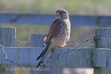 38828AC Kestrel