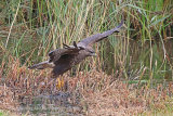38887AC Common Buzzard