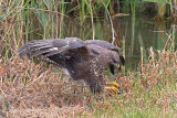 38890AC Common Buzzard