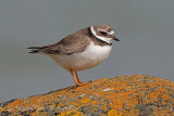 38917AC Ringed Plover