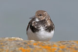 38920AC Turnstone