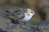 38928AC Sanderling