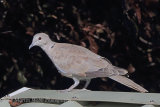 39052AC Collared Dove