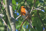 39053AC Robin