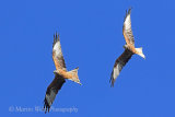 39102AC Red Kite