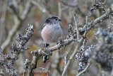 39107AC Long-tailed Tit