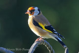 39175AC Goldfinch