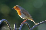 39177AC Robin