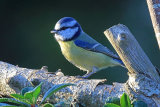 39183AC Blue Tit