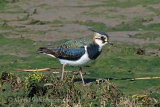 39199AC Lapwing