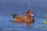 39205AC Wigeon