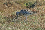 39249AC Bar-tailed Godwit