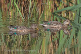 39267AC Teal