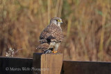 39272 Kestrel
