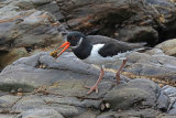 39310AC Oystercatcher