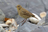 39317AC Rock Pipit