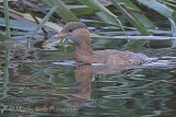 39329AC Little Grebe