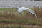 39338AC Spoonbill