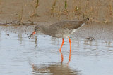 39341AC Redshank