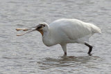 39360AC Spoonbill